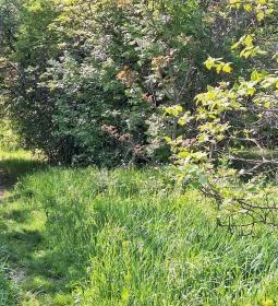 Újbudai Olimpia park