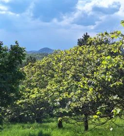 302. legjobb látnivaló: Újbudai Olimpia park