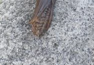 Az Újhegyi sétány meglepetés szobrai Budapest