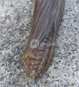 Az Újhegyi sétány meglepetés szobrai