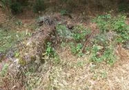 Újlaki templomrom Tihany