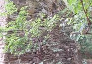 Újlaki templomrom Tihany