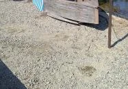 Ulmer Schachtel Budajenő