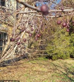 Ürményi-Dreher-kastély