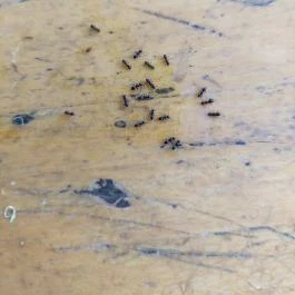 Üvegtigris Büfé, Tinnye - Egyéb