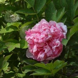 Vácrátóti Arborétum Vácrátót - Egyéb