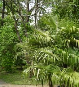 Vácrátóti Arborétum 