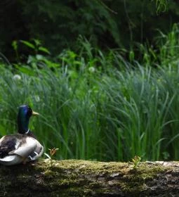 Vácrátóti Arborétum 