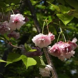 Vácrátóti Arborétum Vácrátót - Egyéb