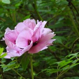 Vácrátóti Arborétum Vácrátót - Egyéb