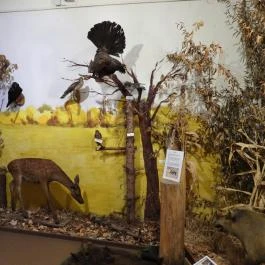 Vad- és Vadászati Kiállítás, Siklós - Egyéb