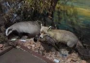 Vad- és Vadászati Kiállítás Siklós