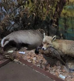 Vad- és Vadászati Kiállítás