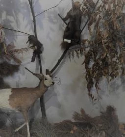 Vad- és Vadászati Kiállítás