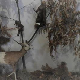 Vad- és Vadászati Kiállítás, Siklós - Egyéb