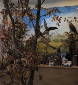 Vad- és Vadászati Kiállítás