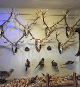 Vad- és Vadászati Kiállítás