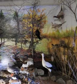 Vad- és Vadászati Kiállítás