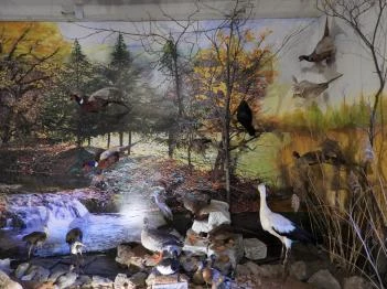 Vad- és Vadászati Kiállítás Siklós