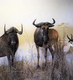 Vad- és Vadászati Kiállítás