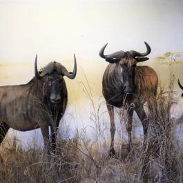 Vad- és Vadászati Kiállítás, Siklós - Egyéb