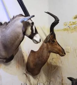 Vad- és Vadászati Kiállítás