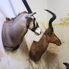 Vad- és Vadászati Kiállítás, Siklós - Egyéb