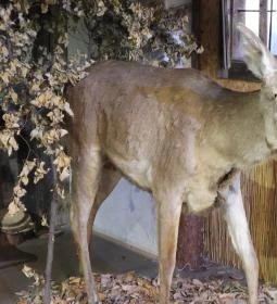 Vad- és Vadászati Kiállítás