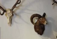 Vad- és Vadászati Kiállítás Siklós