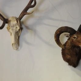 Vad- és Vadászati Kiállítás, Siklós - Egyéb