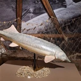 Városi Múzeum Paks - Egyéb