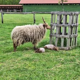Várpark és Skanzen Dinnyés - Egyéb