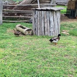 Várpark és Skanzen Dinnyés - Egyéb