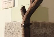 Vastuskó céhfa Győr