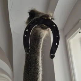 Vasvári Múzeum Vasvár - Belső