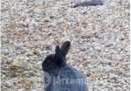 Vén Gesztenye Csárda Rábahídvég