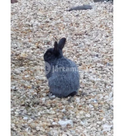 Vén Gesztenye Csárda