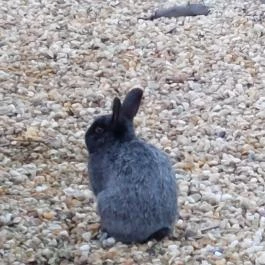 Vén Gesztenye Csárda, Rábahídvég - Egyéb
