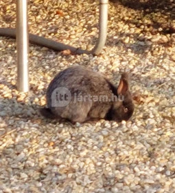 Vén Gesztenye Csárda