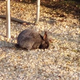 Vén Gesztenye Csárda, Rábahídvég - Egyéb