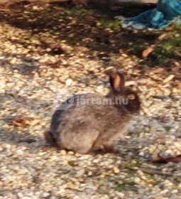 Vén Gesztenye Csárda