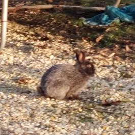 Vén Gesztenye Csárda, Rábahídvég - Egyéb