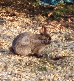 Vén Gesztenye Csárda