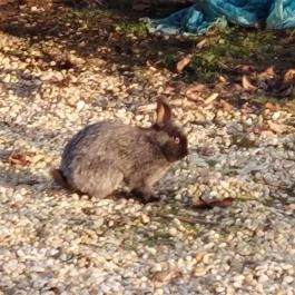 Vén Gesztenye Csárda, Rábahídvég - Egyéb