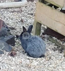 Vén Gesztenye Csárda