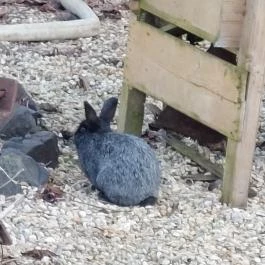 Vén Gesztenye Csárda, Rábahídvég - Egyéb