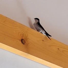 Vendégház Harsány, Harsány - Egyéb