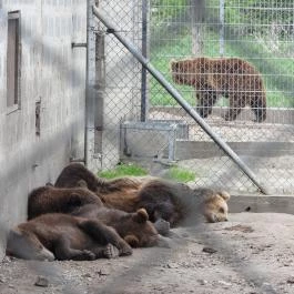 Veresegyházi Medveotthon Veresegyház - Egyéb