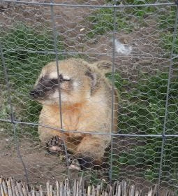 Veresegyházi Medveotthon