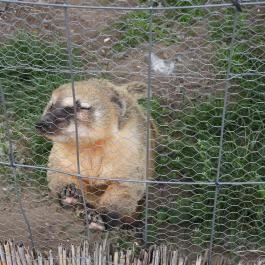 Veresegyházi Medveotthon Veresegyház - Egyéb